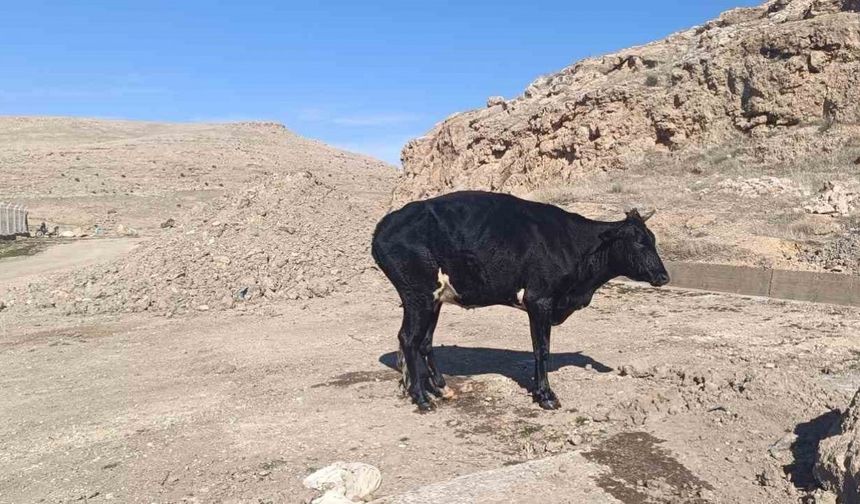 Mardin’de sulama kanalına düşen inek itfaiye ekipleri tarafından kurtarıldı