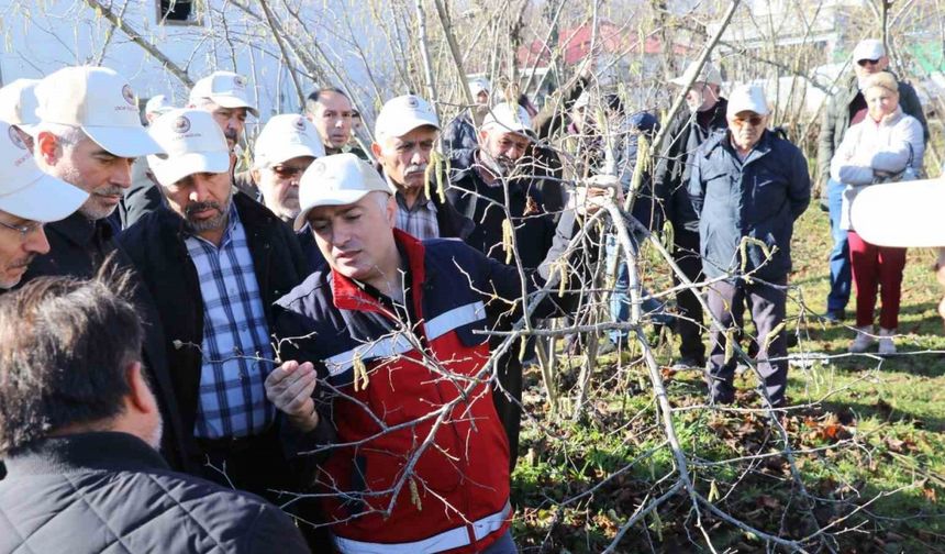 Samsun’da fındık budama yarışması