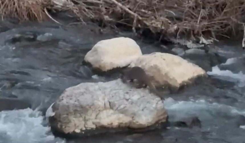 Şırnak’ta balık avlayan su samuru görüntülendi