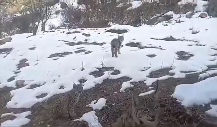 Vaşakların koruma altına alınmasını istediler