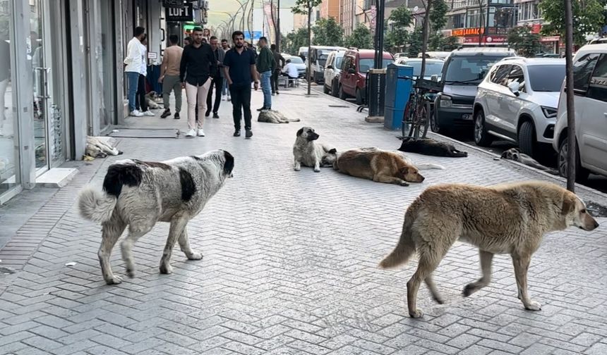 Yüksekovalı vatandaşlar tepkili: "Sokak köpekleri bir an önce toplatılsın"