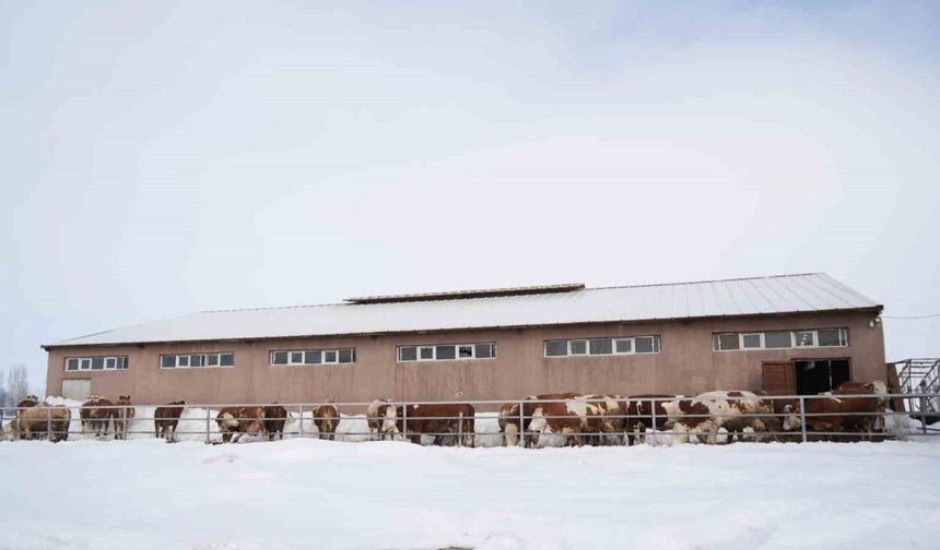 130 büyükbaş hayvan ile günlük 1 ton süt üretiliyor