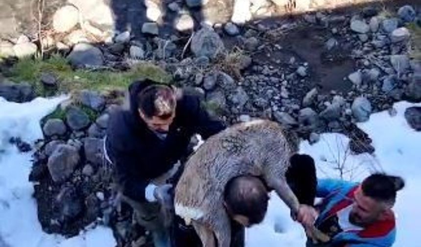 Dereye düşen karacayı omuzuna alarak kurtardı
