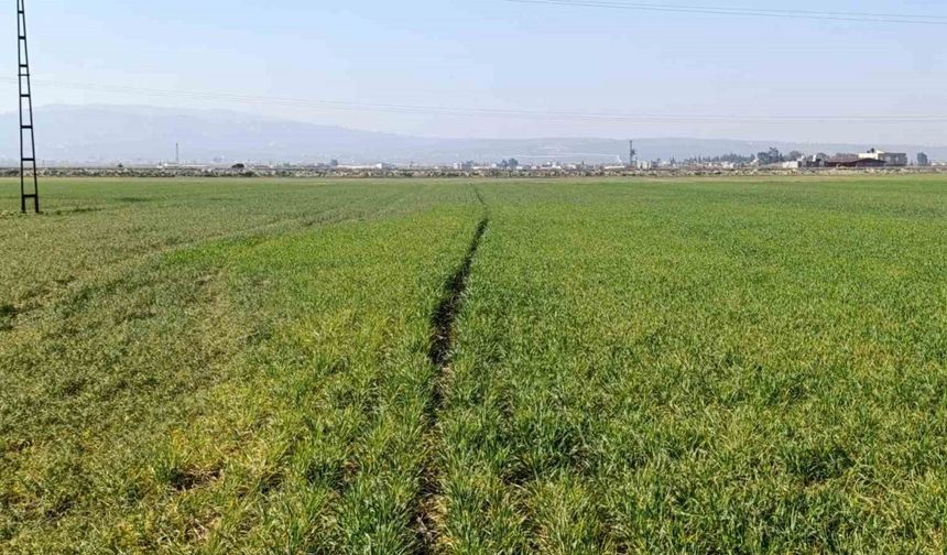Hatay’da yaşanan kuraklık Amik Ovası’nda üretimi olumsuz etkileyecek