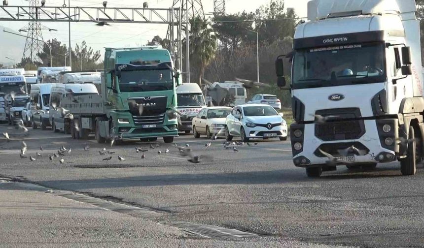 Tırlardan yola saçılan tahıllar binlerce kuşa yem oluyor