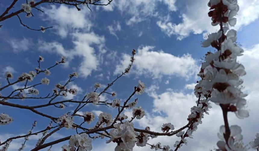 Zirai dondan etkilenen kayısıda zarar büyük