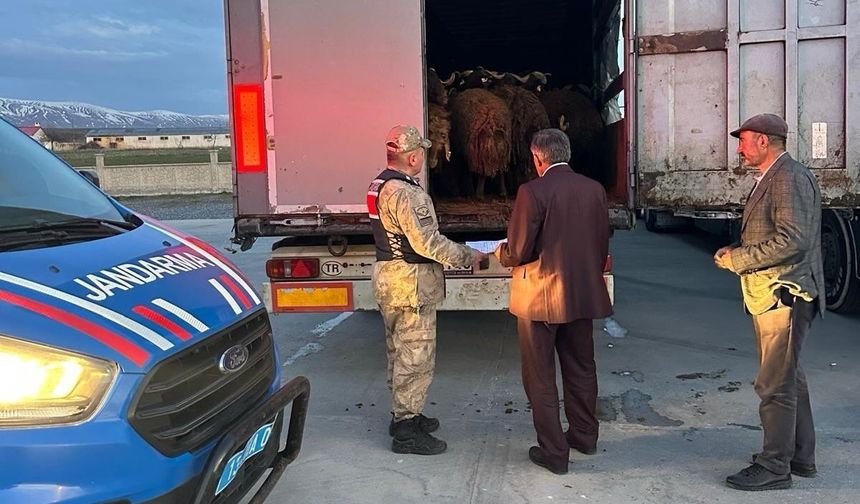 Ağrı’dan çalınan koyunlar Bitlis’te yakalandı