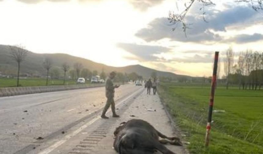 Otomobil hayvana çarptı: 1 yaralı