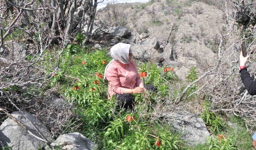 Yüzlerce kişi 20 günlük ömrü olan ters laleleri görmek için dağa tırmandı