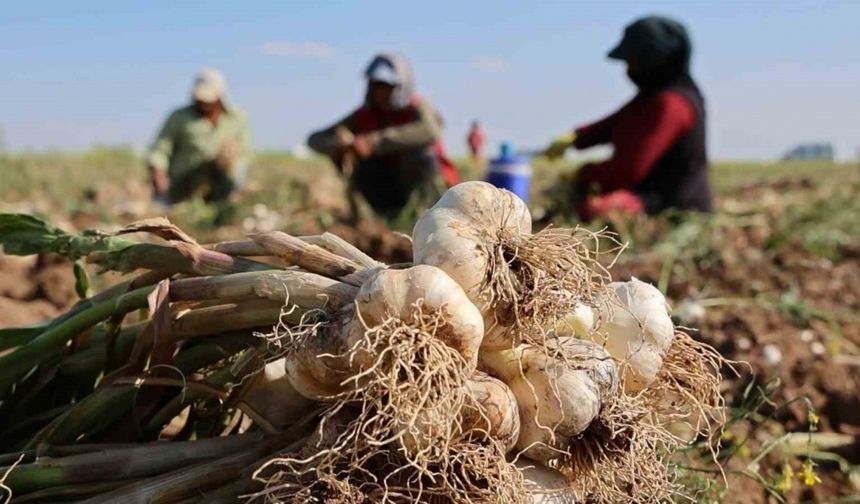 Rusya, Almanya ve İspanya’nın antibiyotiği Aksaray sarımsağının hasadı başladı