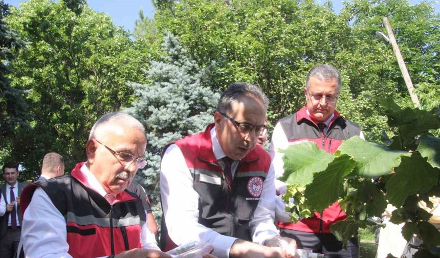 Türkiye’de kahverengi kokarcaya karşı 1 milyondan fazla samuray arısı salınımı yapılacak