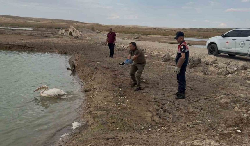Yorgun pelikan tedavisinin ardından doğaya bırakıldı