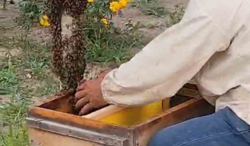 Iğdır’da kraliçe arının peşinden gelen binlerce arı şehir merkezini istila etti