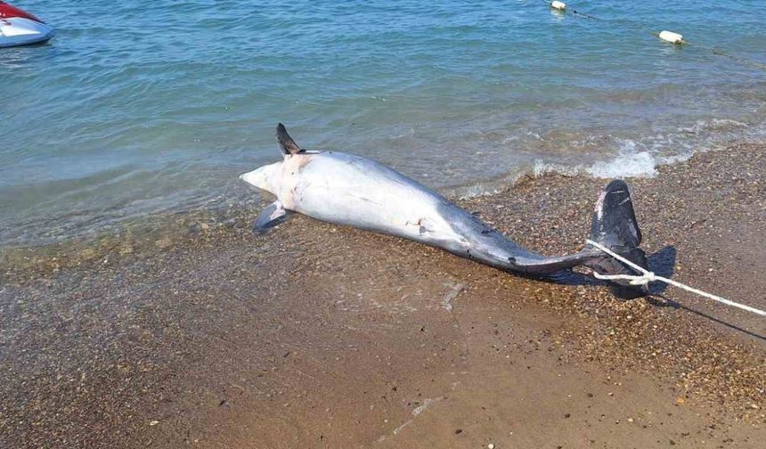 Bodrum’da ölü yunus sahile vurdu turistler şok oldu