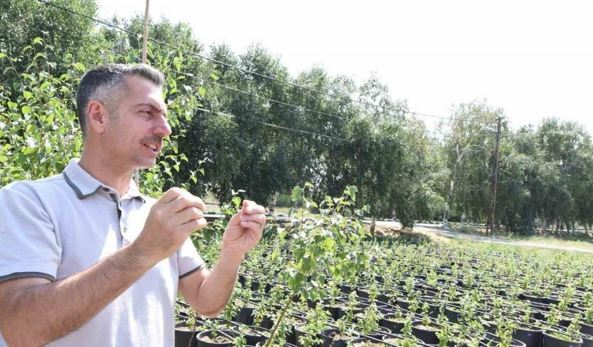 Erzurum Orman Bölge Müdürü Karakurt: "Bölgede yıl sonuna kadar 908 bin fidan toprakla buluşturulacak"