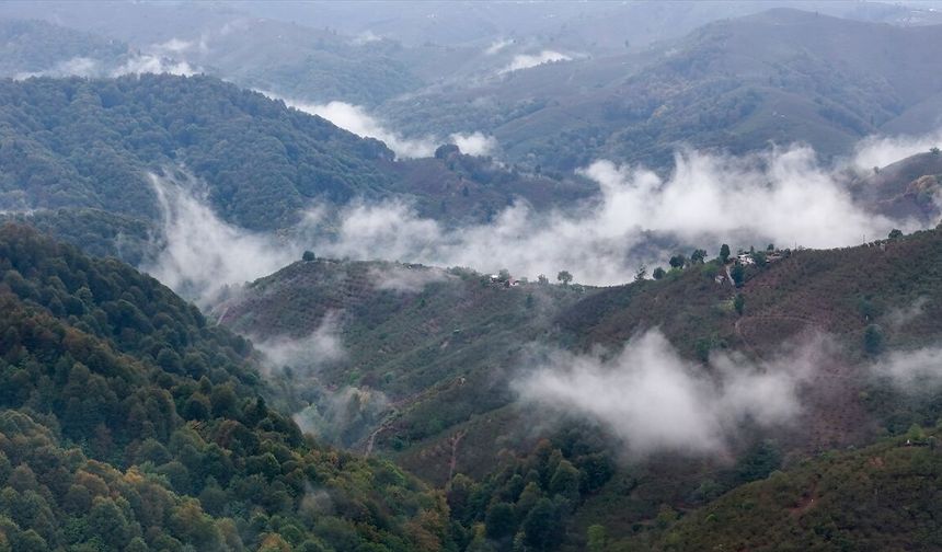 Çam Dağı'nda sonbaharın renkleri sisle buluştu