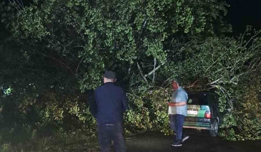 Bartın'da şiddetli fırtına: ağaçlar Otomobillerin üzerine devrildi