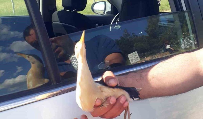 Diyarbakır'da bulunan yaralı balaban kuşu tedavi altına alındı