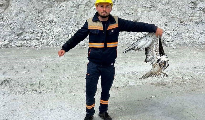 Hisarcık'ta maden sahasında bitkin halde bulunan balık kartalı tedavi altına alındı
