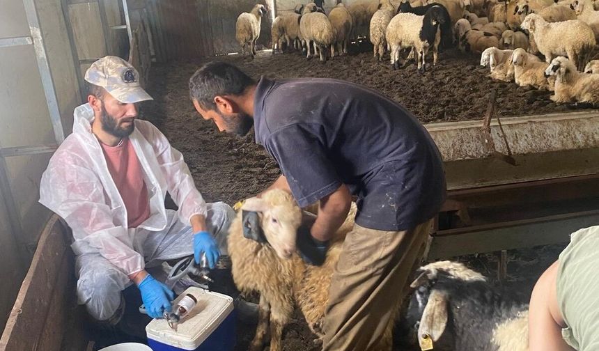 Kemah'ta küçükbaş hayvanlar için sağlık taraması yapıldı