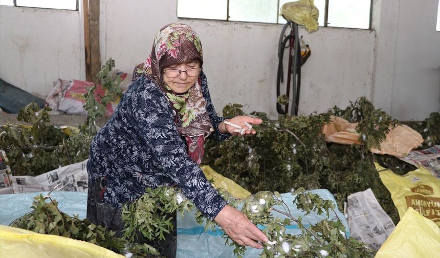 Karı koca, ata mirası ipek böceği yetiştiriciliğini yarım asırdır yaşatıyor