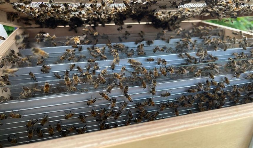 Arı zehrini nanoteknolojiyle buluşturan yöntemle akut böbrek hasarını tedavi etmeyi hedefliyorlar