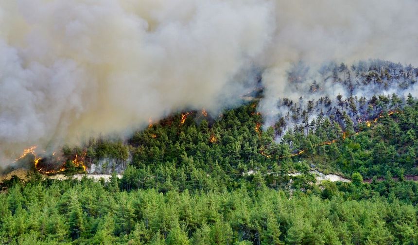 Sakarya-Bilecik sınırında korkutan orman yangını!