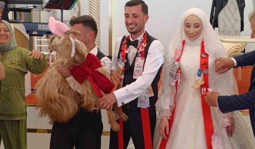 Düğünde altın değil keçi takıldı