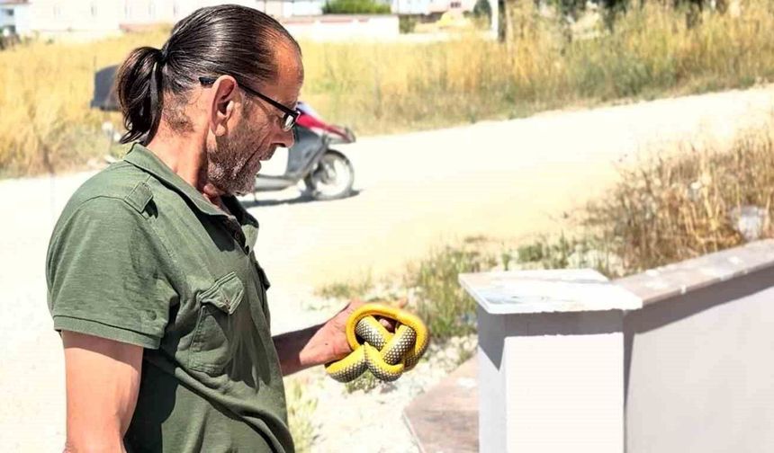 Yılanları çıplak elleriyle yakalayıp doğaya salıyor