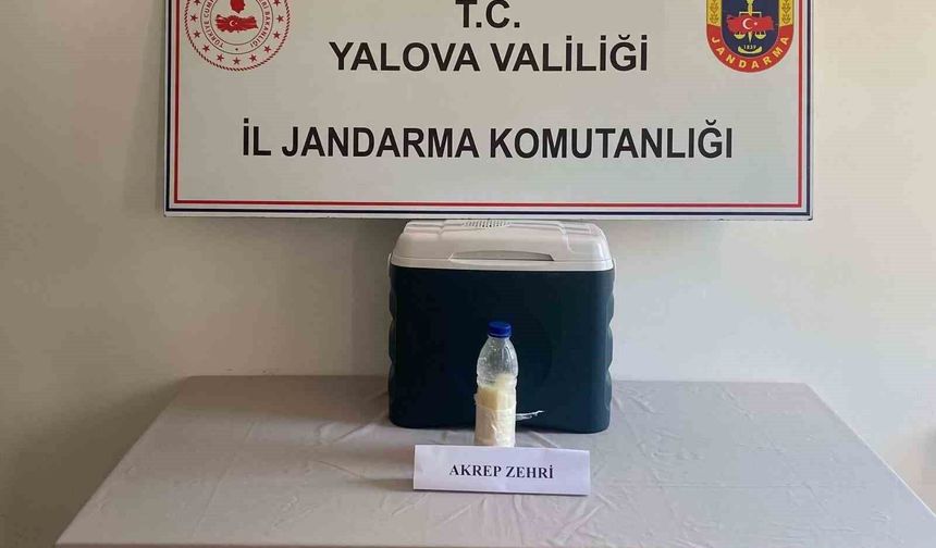 5 milyon dolarlık akrep zehri Yalova'da yakalandı