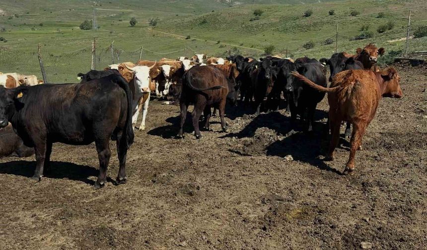 Aydıntepe'de ithal besilik sığırlarda karantina ve sağlık kontrolleri yapılıyor