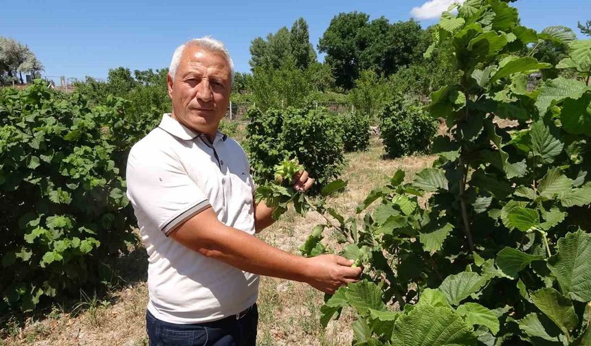 Bozkırın ortasında fındık yetiştirdi