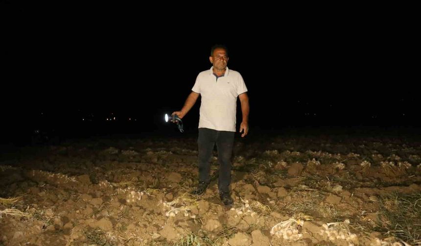 Çiftçilerin 'beyaz altın' nöbeti: Bir yıllık emekleri için sabaha kadar tarlada bekliyorlar