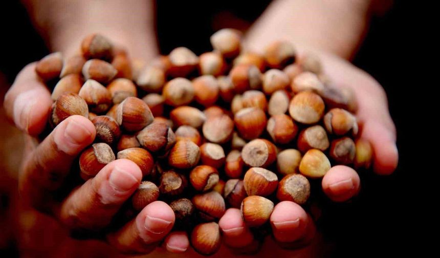 AB ülkelerine 5 bin 973 ton fındık ihraç edildi