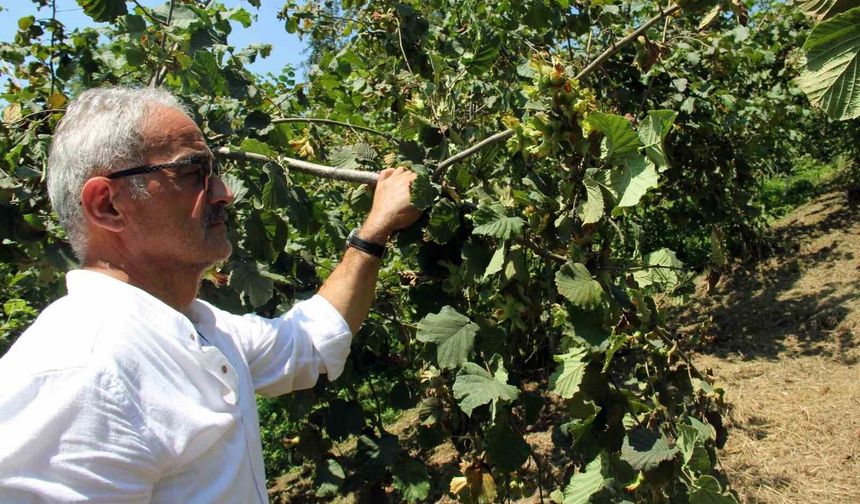 Fındıkta hasat öncesi fiyatlar geriledi, gözler alım fiyatında