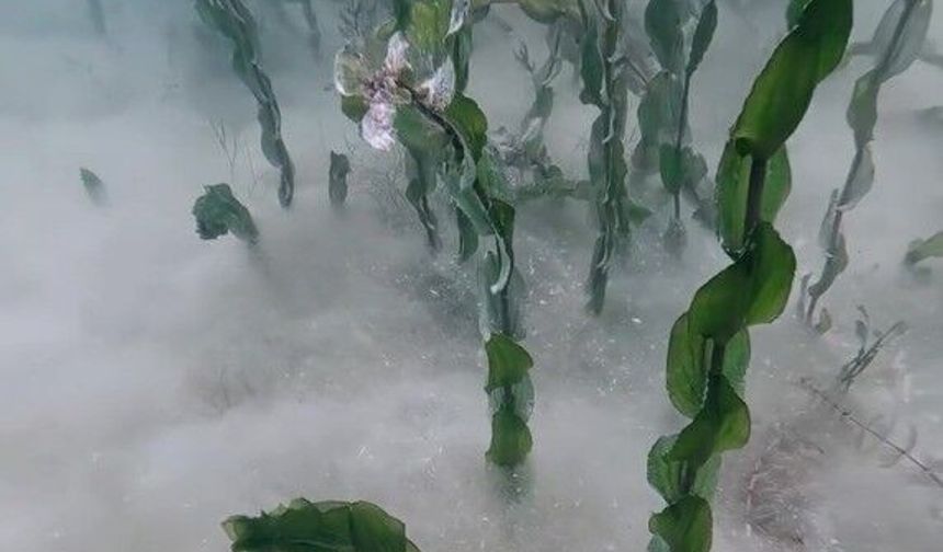 Sapanca Gölü'nün dibinde şaşırtan keşif! Merak uyandırdı!