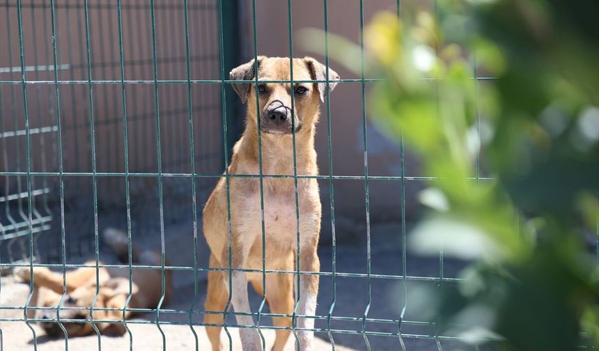 Sakarya'da sahipsiz köpeklerin toplatılması şikayetleri azalttı