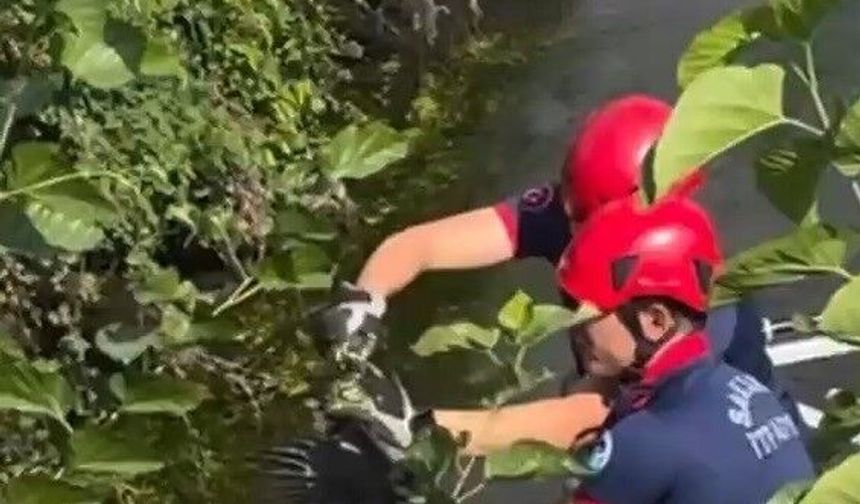 Çalıların arasına sıkışan balıkçıl kuşun imdadına itfaiye yetişti