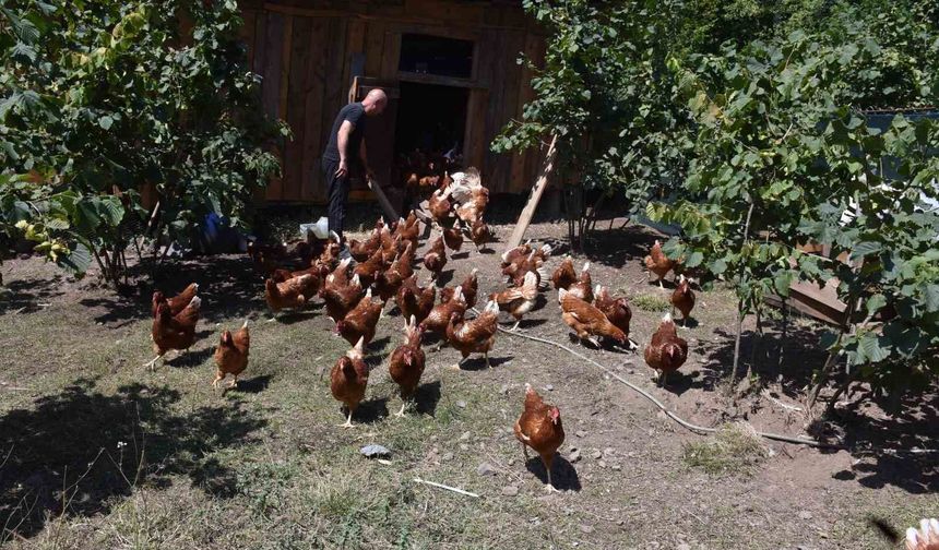 Köyünde hobi olarak başladığı tavukçulukta müşterilere yetişemiyor