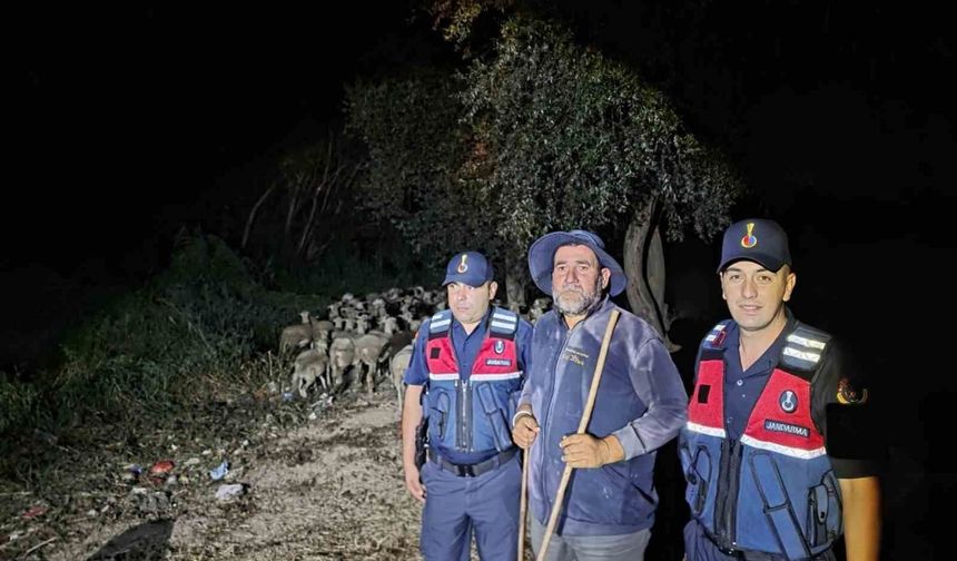 Bilecik'te kaybolan çoban ile 100 koyun Sakarya'da bulundu
