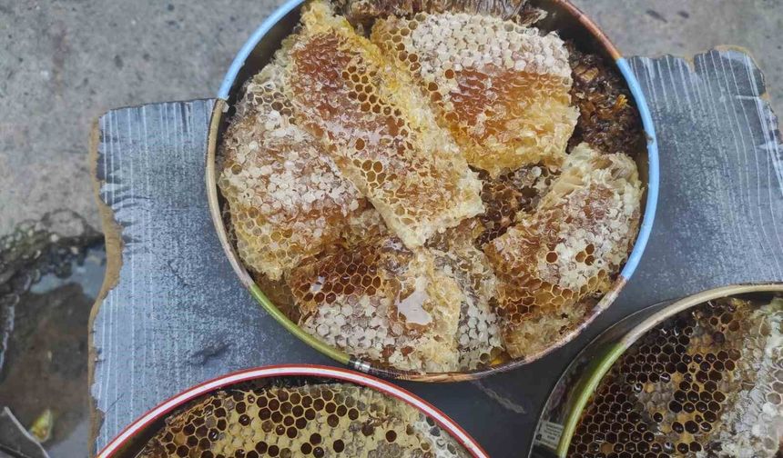 Sason'da ağaç kovuklarından çıkan balın kilosu çeyrek altını geride bıraktı