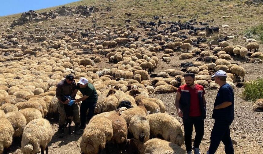 Şırnak'ta veteriner hekimlerden yaylalarda sağlık taraması ve eğitim seferberliği