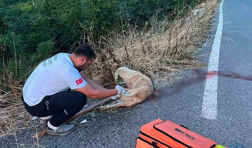 Yolda yaralı köpeğe ilk müdahaleyi sağlık ekipleri yaptı