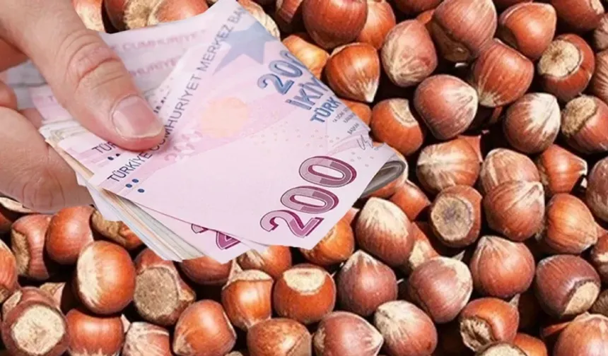 Sakarya’da fındık mesaisi başladı: TMO kapılarını açtı!