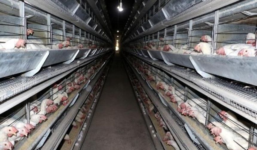 Tavuk tesisinde amonyak sızıntısı: 15 işçi hastanelik oldu