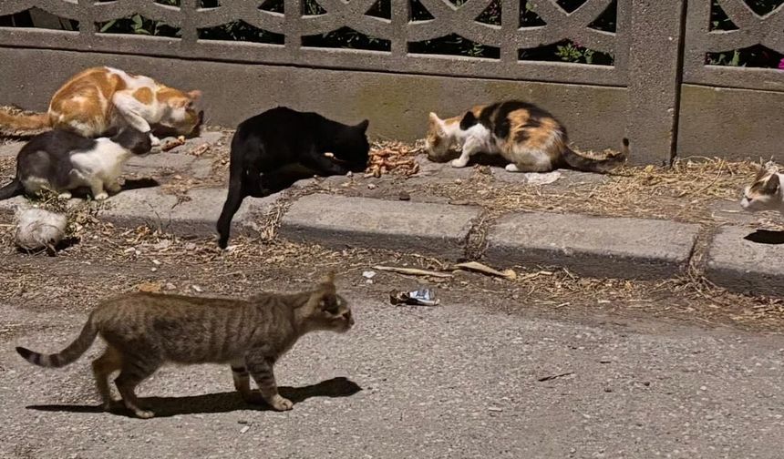 Sokaktaki dostlarımız kediler