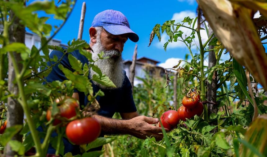 Atalık 'ekşili Kocaali domatesi'ni gelecek nesillere ulaştırmak için tohumlarını ücretsiz dağıtıyor
