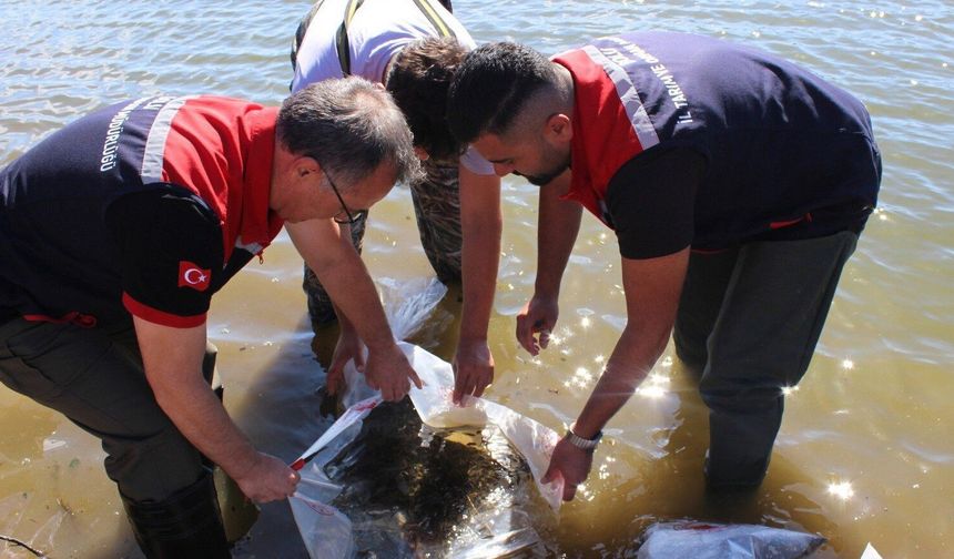 Sakarya su kaynaklarına 35 bin yeni sazan yavrusu salındı