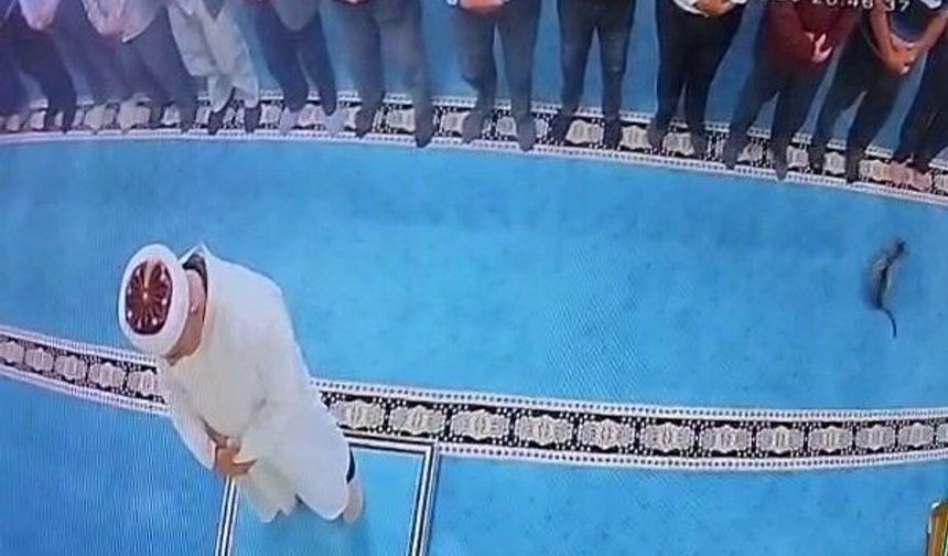 Camide kediyi tekmeleyen şahsa sosyal medyada tepki yağdı: Başsavcılık harekete geçti, gözaltına alındı