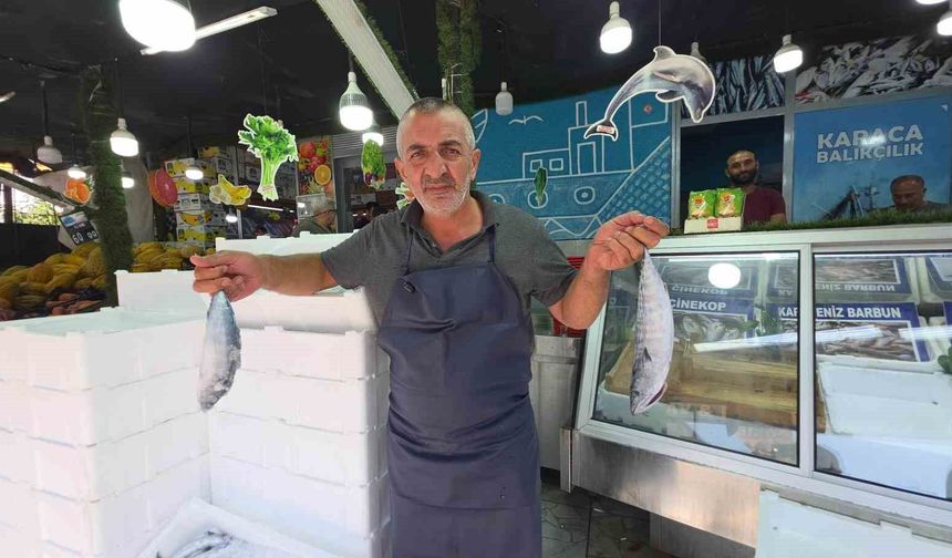 Düzce'de palamut tezgaha indi, vatandaş sıraya girdi